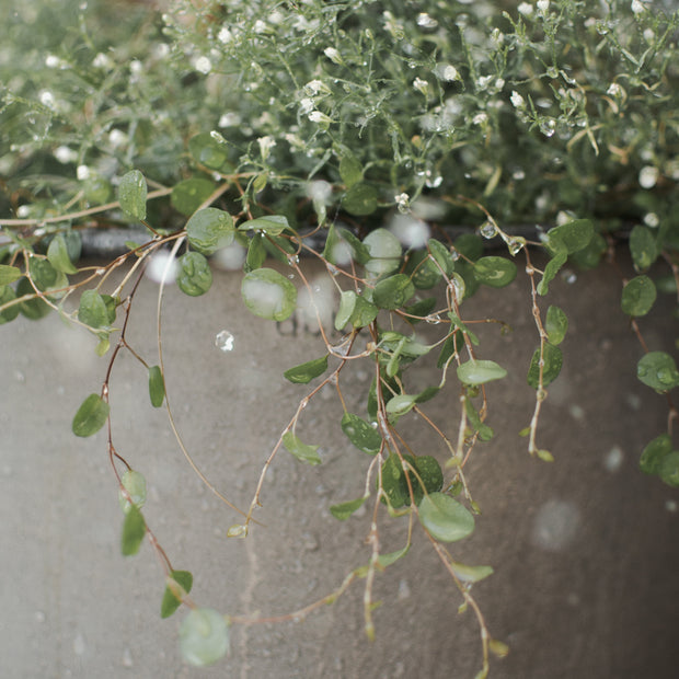 Pflanztopf Plant Bowl (outdoor geeignet)